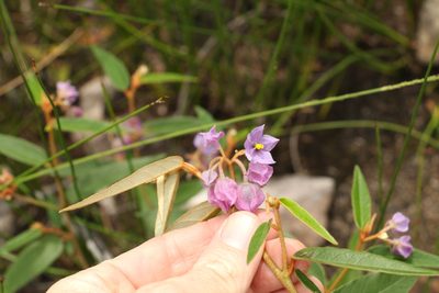 Seringia hillii, photographed by Greg Tasney