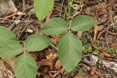 Kennedia rubicunda, photographed by Greg Tasney