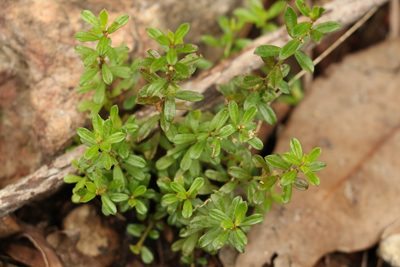 Phyllanthus hirtellus, photographed by Greg Tasney