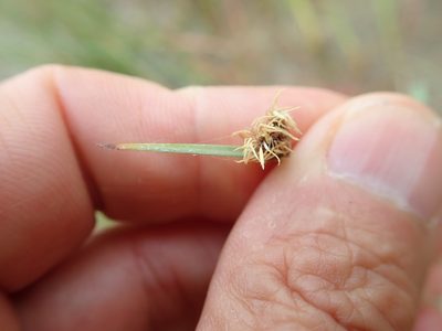 Schoenoplectus pungens, photographed by Arnim Littek