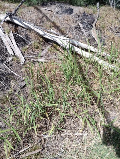 Digitaria insularis, photographed by Kevin Faccenda