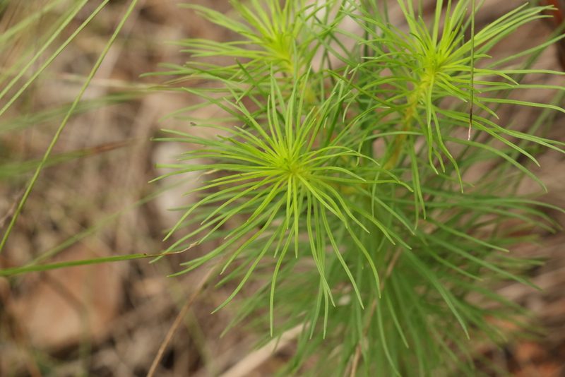 Stylidium laricifolium, photographed by Greg Tasney