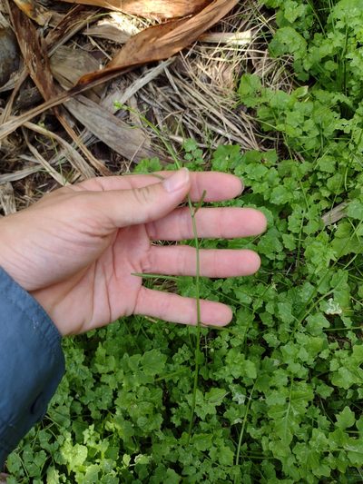 Rorippa sarmentosa, photographed by Kevin Faccenda