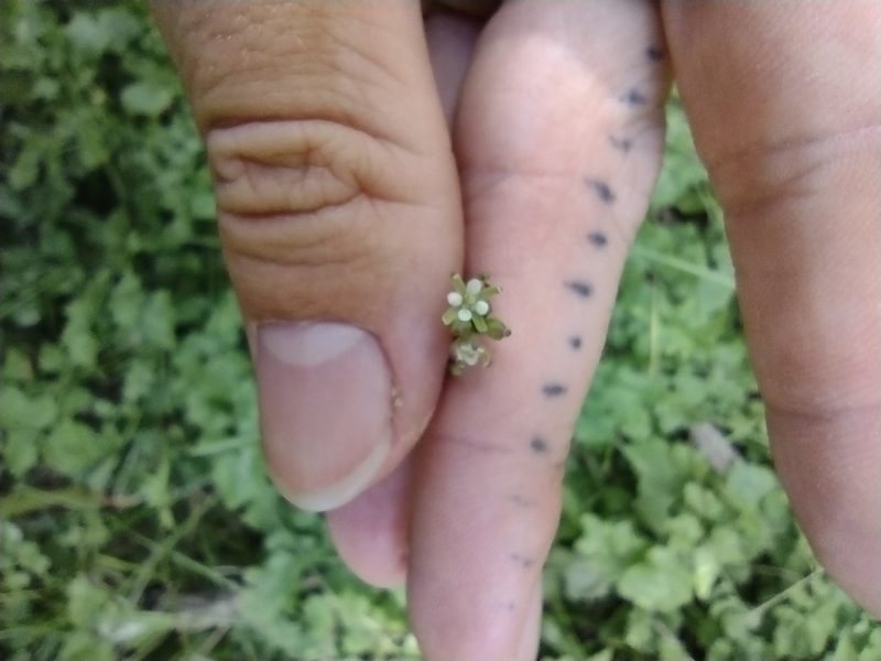 Rorippa sarmentosa, photographed by Kevin Faccenda