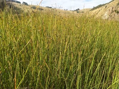 Schoenoplectus pungens, photographed by John Barkla