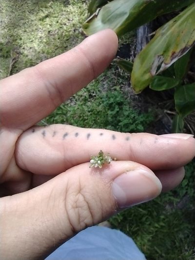 Rorippa sarmentosa, photographed by Kevin Faccenda