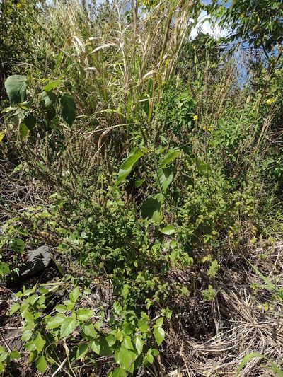 Mesosphaerum pectinatum, photographed by Kevin Faccenda