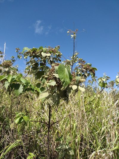 Melochia umbellata, photographed by Kevin Faccenda