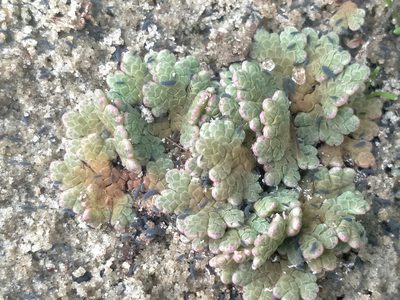 Azolla rubra, photographed by John Barkla