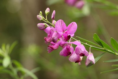 Polygala virgata, photographed by Greg Tasney
