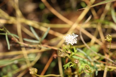 Trachymene procumbens, photographed by Greg Tasney