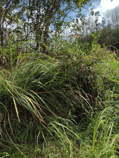 Themeda villosa, photographed by Kevin Faccenda