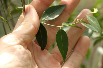 Secamone elliptica, photographed by Greg Tasney