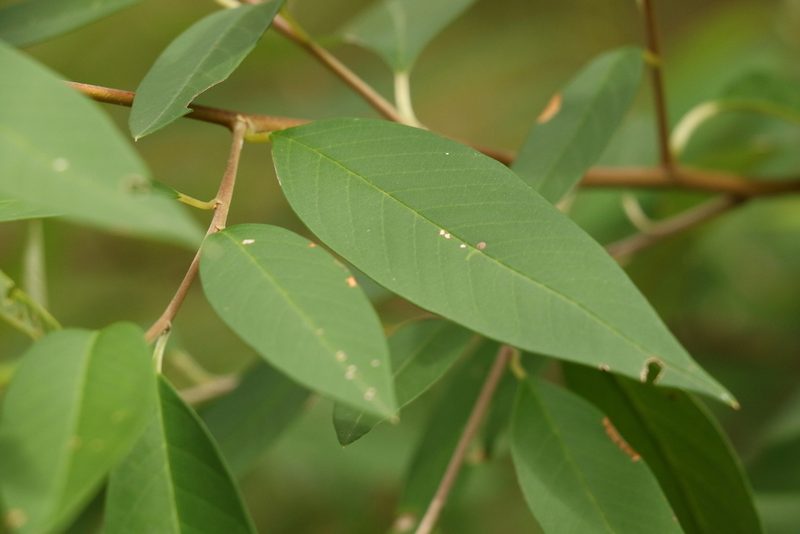 Pomaderris argyrophylla, photographed by Greg Tasney