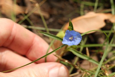 Commelina lanceolata, photographed by Greg Tasney