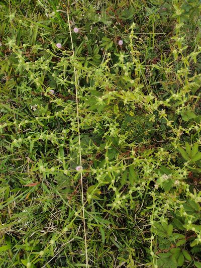 Spermacoce prostrata, photographed by Kevin Faccenda