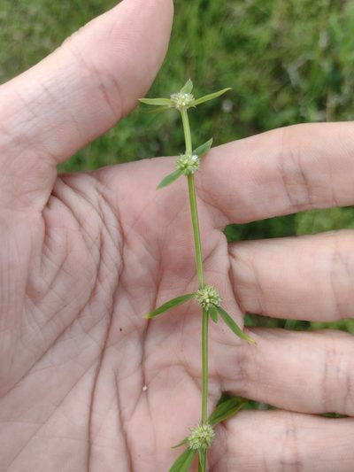 Spermacoce prostrata, photographed by Kevin Faccenda