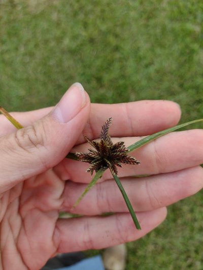 Cyperus sanguinolentus, photographed by Kevin Faccenda
