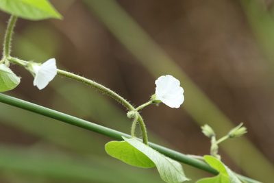 Ipomoea biflora, photographed by Greg Tasney