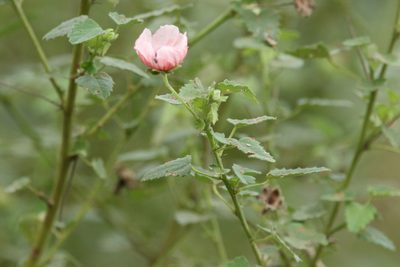 Pavonia hastata, photographed by Greg Tasney