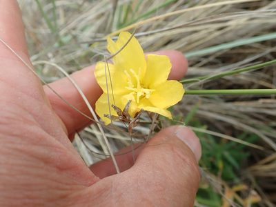 Oenothera stricta, photographed by Arnim Littek