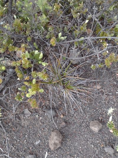 Morelotia gahniiformis, photographed by Kevin Faccenda