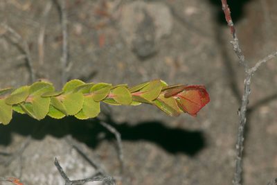 Vaccinium reticulatum, photographed by Kevin Faccenda