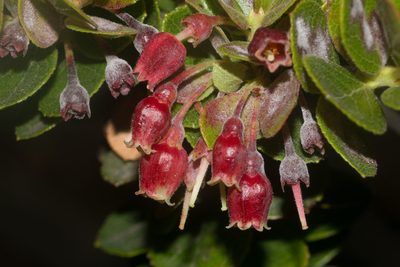 Vaccinium reticulatum, photographed by Kevin Faccenda