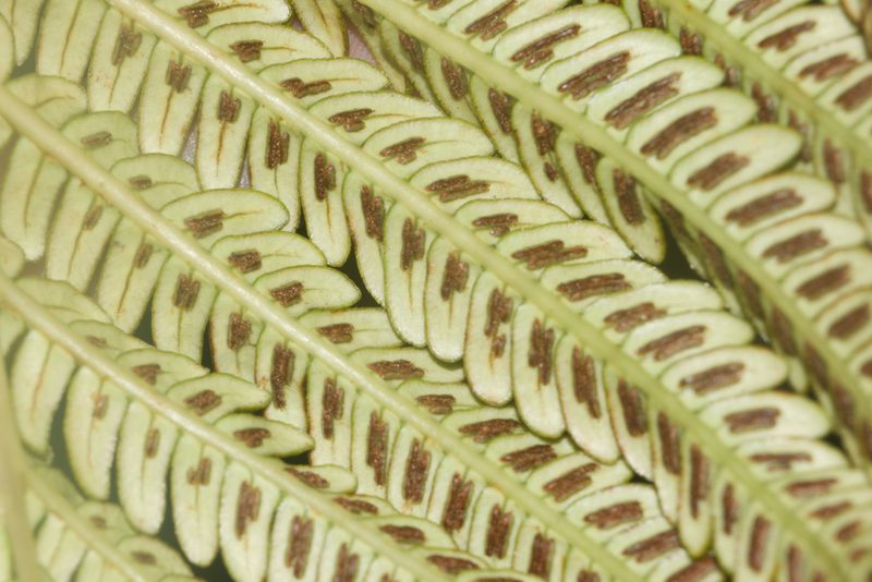 Sadleria cyatheoides, photographed by Kevin Faccenda