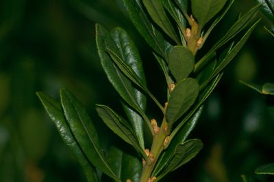 Myrica faya, photographed by Kevin Faccenda