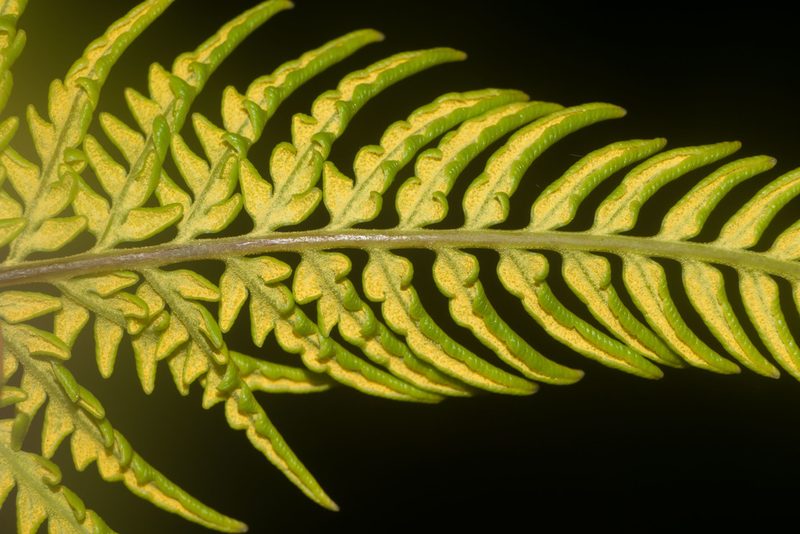 Pityrogramma austroamericana, photographed by Kevin Faccenda
