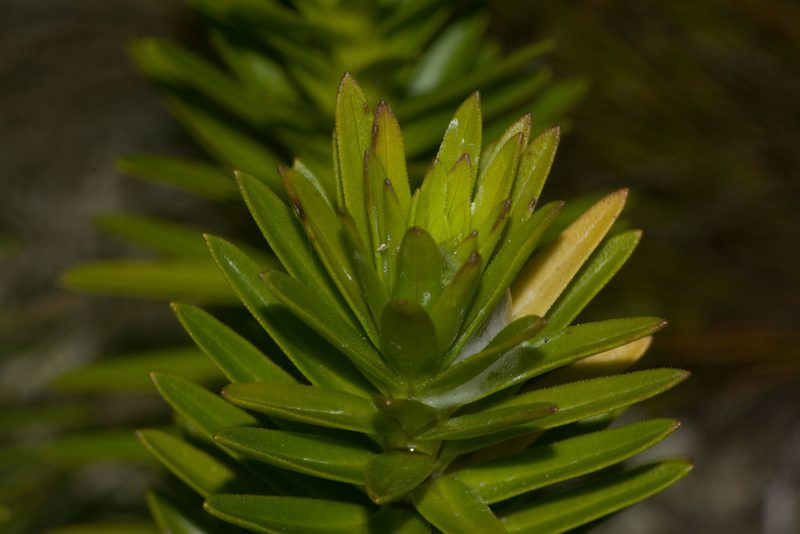 Dubautia ciliolata, photographed by Kevin Faccenda