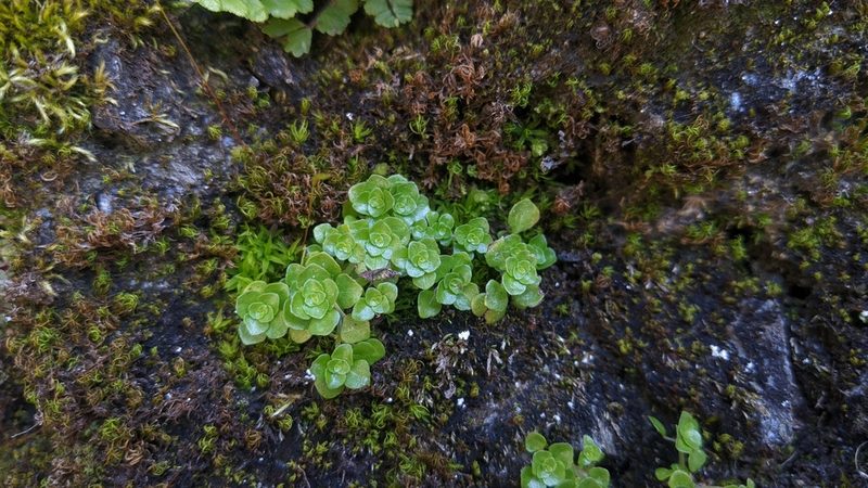 Pilea peploides, photographed by Cheng-Te Hsu