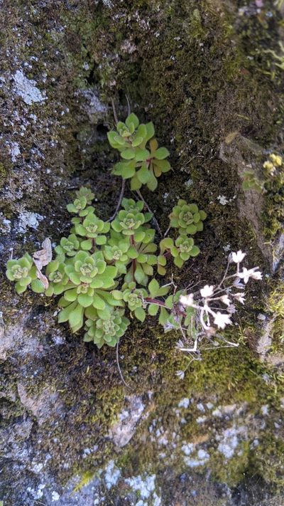 Sedum stellariifolium, photographed by Cheng-Te Hsu
