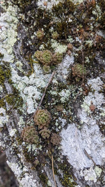 Sedum stellariifolium, photographed by Cheng-Te Hsu