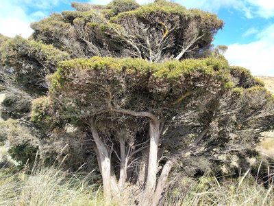 Podocarpus laetus, photographed by John Barkla