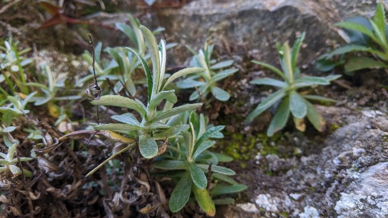Anaphalis morrisonicola, photographed by Cheng-Te Hsu