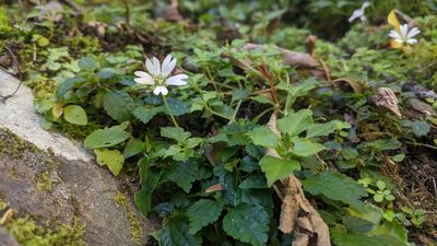 Nubelaria arisanensis, photographed by Cheng-Te Hsu