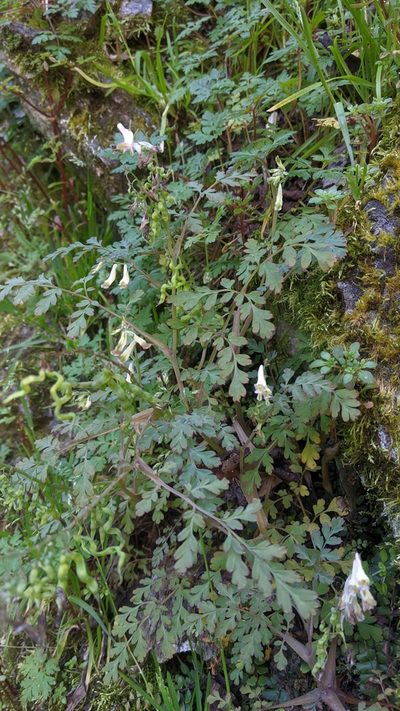 Corydalis ophiocarpa, photographed by Cheng-Te Hsu