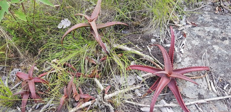 Aloe cameronii, photographed by Suvarna Parbhoo Mohan