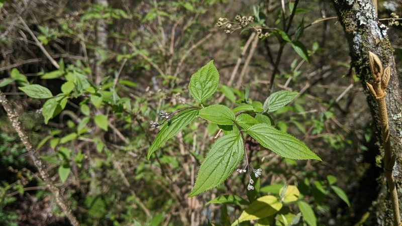 Deutzia taiwanensis, photographed by Cheng-Te Hsu