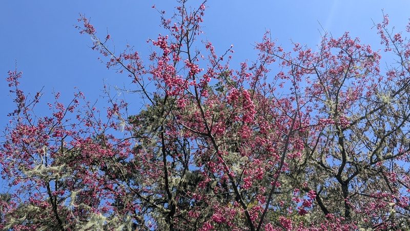 Prunus campanulata, photographed by Cheng-Te Hsu