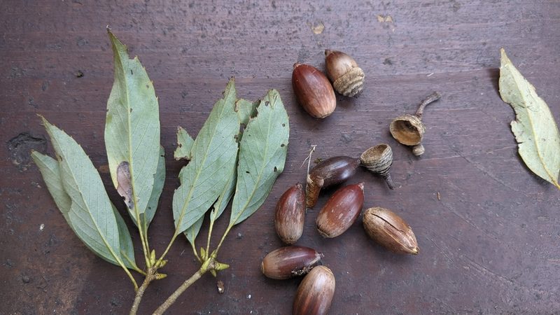 Quercus longinux, photographed by Cheng-Te Hsu