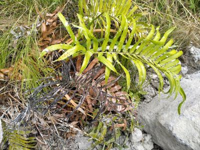 Parablechnum triangularifolium, photographed by Leon Perrie