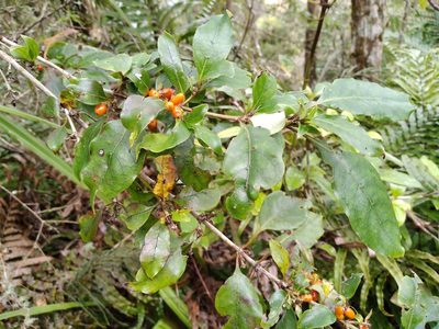 Coprosma tenuifolia, photographed by Leon Perrie