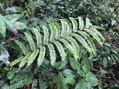 Didymochlaena amazonica, photographed by Jared Shorma