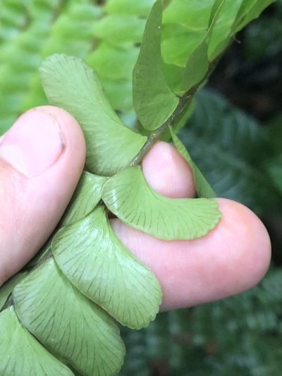 Didymochlaena amazonica, photographed by Jared Shorma