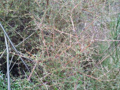Coprosma rugosa, photographed by Leon Perrie