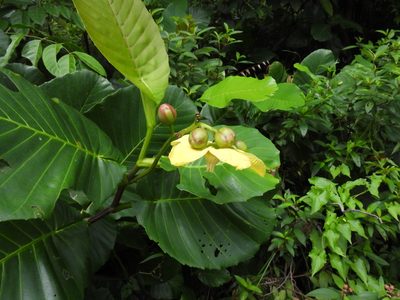 Dillenia suffruticosa, photographed by Samuel Lee