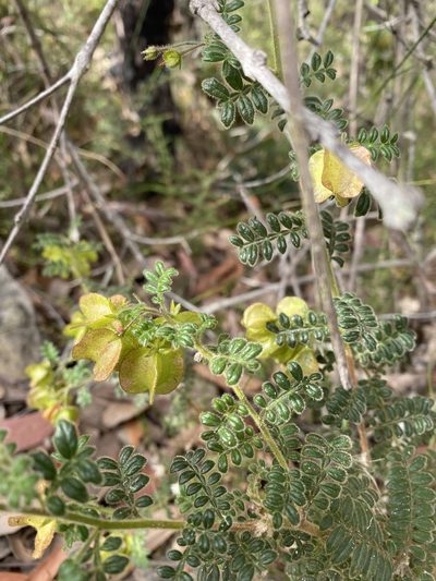 Dodonaea pinnata, photographed by Tess McGrigor